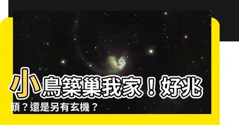 小鳥在家築巢|野鳥叫聲好滋擾？家中有野鳥築巢怎麼辦？漁護署教你。